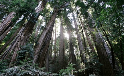 Árbol cae en parque de secuoyas de San Francisco y mata a turista