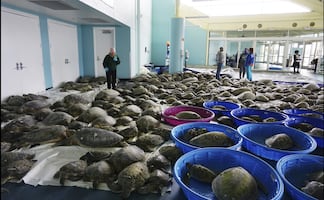 Rescatan cientos de tortugas de tormenta invernal en Texas