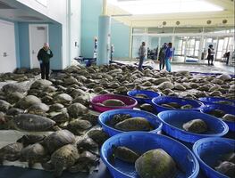 Rescatan cientos de tortugas de tormenta invernal en Texas