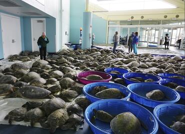 Rescatan cientos de tortugas de tormenta invernal en Texas
