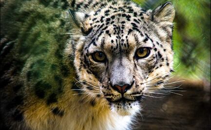 Covid. EU reporta el primer positivo de un leopardo de las nieves