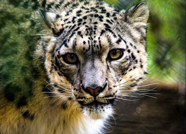 Covid. EU reporta el primer positivo de un leopardo de las nieves