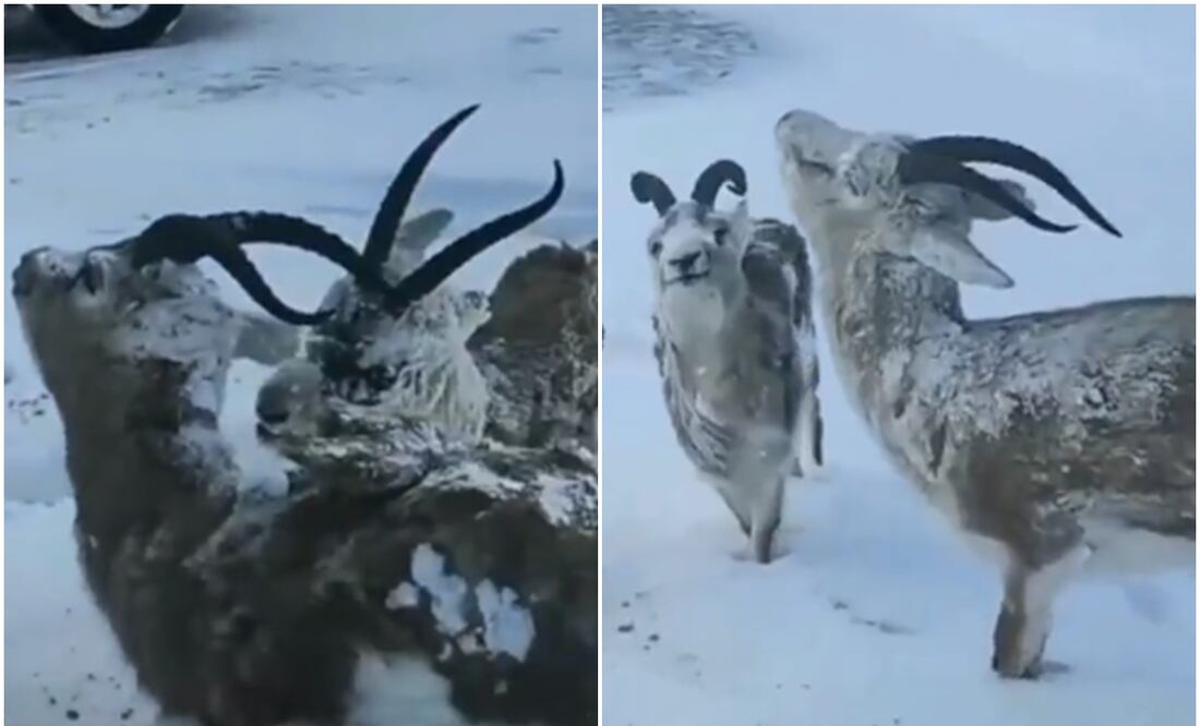 ¿Los animales de Noruega se están congelando por el frío extremo? Estos videos dicen que sí. Foto: X