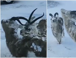 ¿Los animales de Noruega se están congelando por el frío extremo? Estos videos dicen que sí