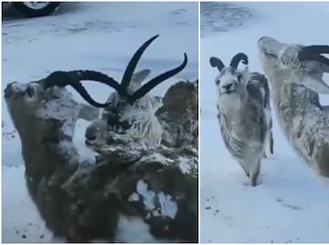 ¿Los animales de Noruega se están congelando por el frío extremo? Estos videos dicen que sí
