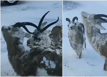 ¿Los animales de Noruega se están congelando por el frío extremo? Estos videos dicen que sí
