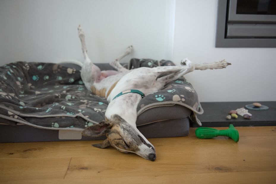 ¿Cuáles son más flojos? Según la ciencia, estas 8 razas de perros son las más dormilonas. Foto: iSTOCK-Rhys Leonard