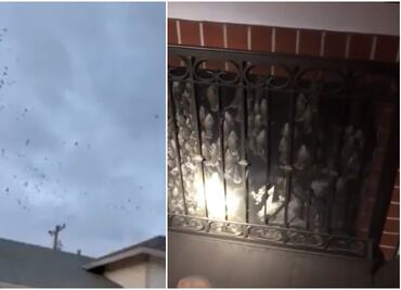 Casas de California son invadidas por cientos de pájaros