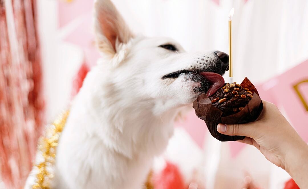 ¿Por qué los perros no pueden comer chocolate? Foto: iStock-Bogdan Kurylo