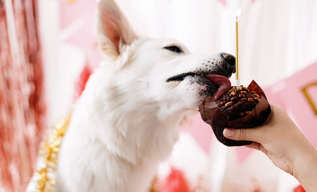 ¿Por qué los perros no pueden comer chocolate? Foto: iStock-Bogdan Kurylo