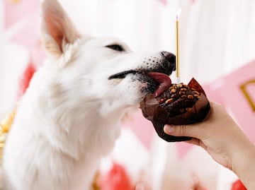 ¿Por qué los perros no pueden comer chocolate? ¿Qué pasa si comen?