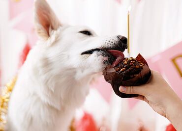 ¿Por qué los perros no pueden comer chocolate? ¿Qué pasa si comen?