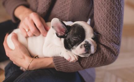 ¿Cómo cuidar a tu cachorro en sus primeros meses de vida?