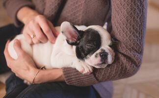 ¿Cómo cuidar a tu cachorro en sus primeros meses de vida?