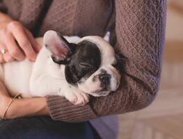 ¿Cómo cuidar a tu cachorro en sus primeros meses de vida?