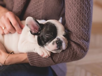 ¿Cómo cuidar a tu cachorro en sus primeros meses de vida?
