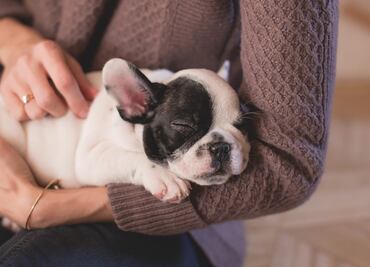 ¿Cómo cuidar a tu cachorro en sus primeros meses de vida?
