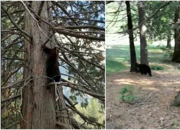 Los osos conquistan el Parque Yosemite ante la ausencia de humanos