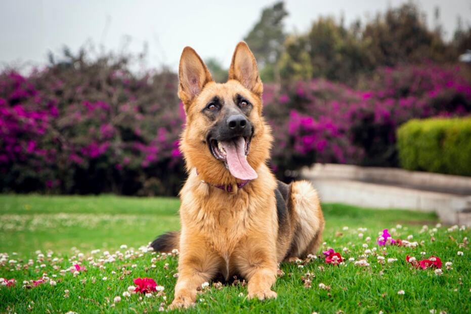 Estas son 8 razas de perros ruidosas, según los expertos. ¿Tienes una de ellas? Foto: iSTOCK-VictorRicoFoto