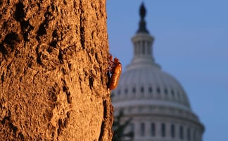 Millones de cigarras invadirán Estados Unidos; proponen cocinarlas