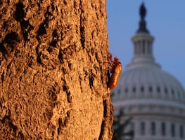 Millones de cigarras invadirán Estados Unidos; proponen cocinarlas