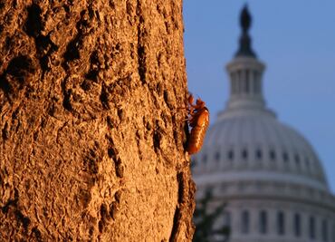 Millones de cigarras invadirán Estados Unidos; proponen cocinarlas