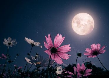 Luna de Flores 2024. ¿Qué es, por qué se llama así y cuándo sucederá?