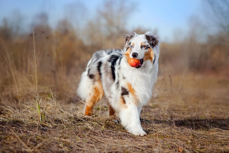 8 razas de perros más saludables y con menos probabilidades de enfermar. Foto: iSTOCK-Ksuksa