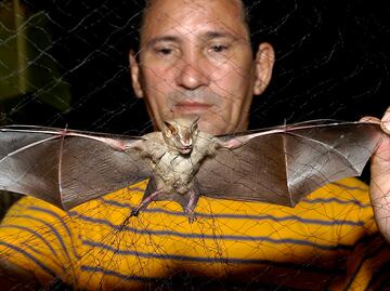 Aumentan casos de rabia humana relacionada con murciélagos en EU