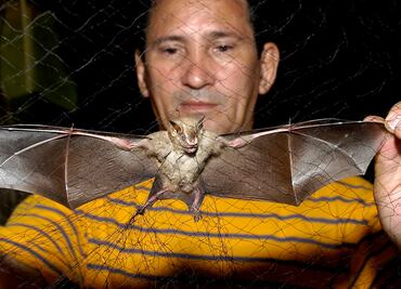 Aumentan casos de rabia humana relacionada con murciélagos en EU