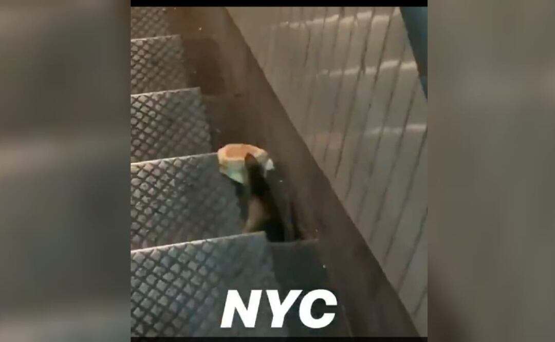 Ratas de Nueva York son extremadamente resistentes a métodos de control de población. Foto Twitter