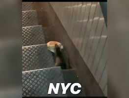 Ratas de Nueva York son extremadamente resistentes a métodos de control de población