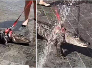 De ‘apoyo emocional’; captan a niña paseando a caimán en parque de Filadelfia