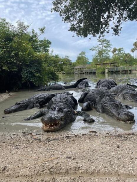 5 experiencias para vivir en Orlando más allá de los parques temáticos