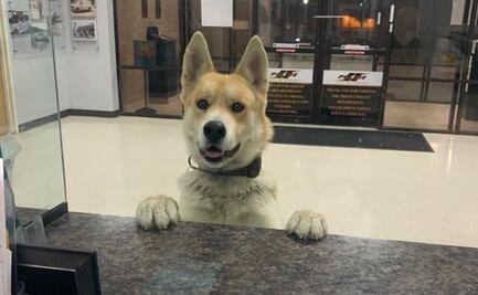 Perro entra a una comisaría de Texas para 'reportar' su extravío 
