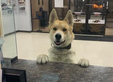 Perro entra a una comisaría de Texas para 'reportar' su extravío