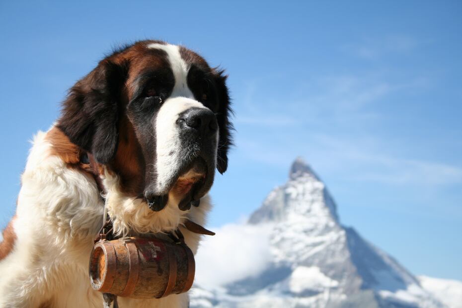 6 razas de perros que aman el clima frío y lo soportan mejor. Foto: iSTOCK-emmepiphoto