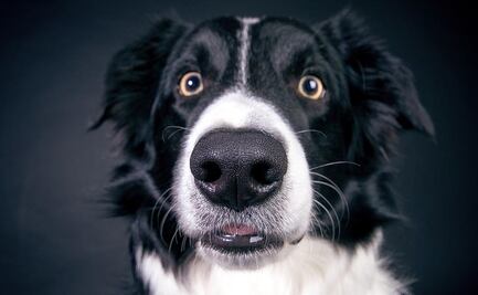 ¿Verdad o mito? ¿Los perros pueden ver fantasmas? Esto dice la ciencia 