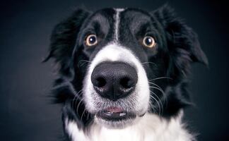 ¿Verdad o mito? ¿Los perros pueden ver fantasmas? Esto dice la ciencia