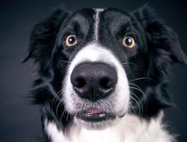 ¿Verdad o mito? ¿Los perros pueden ver fantasmas? Esto dice la ciencia