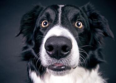 ¿Verdad o mito? ¿Los perros pueden ver fantasmas? Esto dice la ciencia