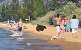 Captan a oso con sus crías junto a bañistas en playa de California