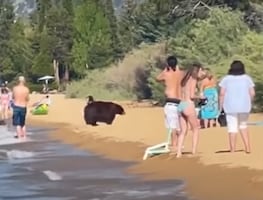 Captan a oso con sus crías junto a bañistas en playa de California