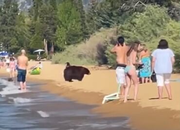 Captan a oso con sus crías junto a bañistas en playa de California