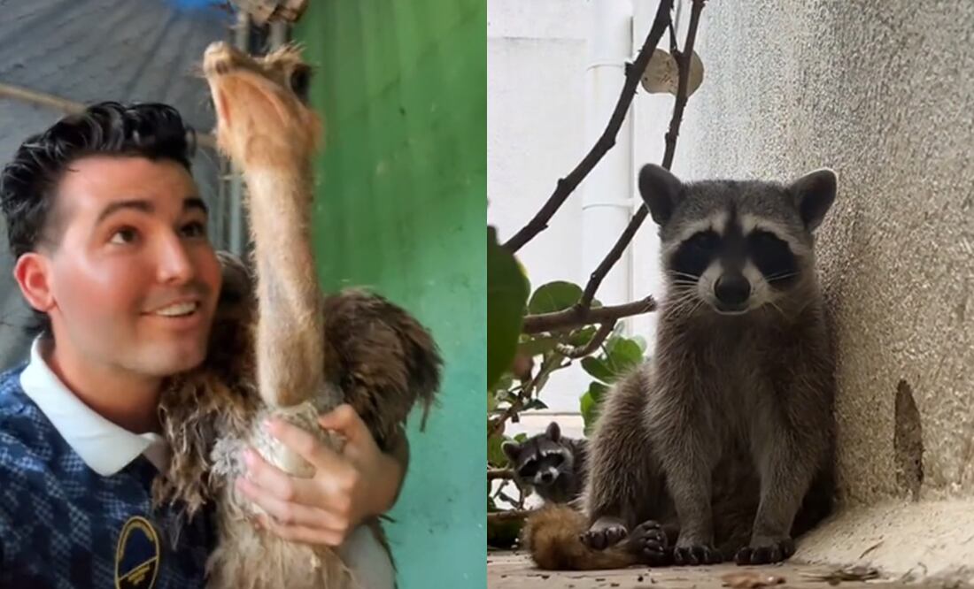 Influencer yucateco construyó un “arca de Noé” para proteger a sus mascotas durante el huracán Beryl, Foto: Captura TikTok