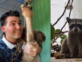 Influencer yucateco construyó un “arca de Noé” para proteger a sus mascotas durante el huracán Beryl