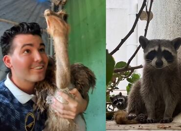 Influencer yucateco construyó un “arca de Noé” para proteger a sus mascotas durante el huracán Beryl