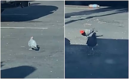 Videos de palomas con sombrero desatan polémica en EU