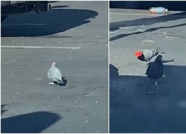 Videos de palomas con sombrero desatan polémica en EU