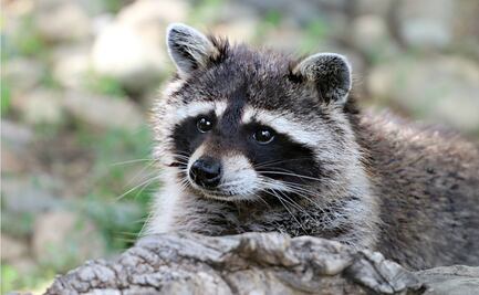 Arrestan a mujer que llevó un mapache salvaje a un bar en Dakota del Norte